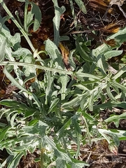 Centaurea aristata