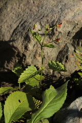 Scrophularia scopolii