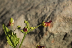 Scrophularia scopolii