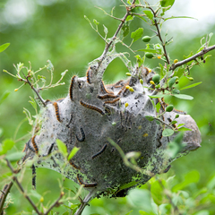 Eriogaster lanestris