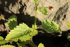 Scrophularia scopolii