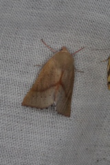 Lissomma postcarneata