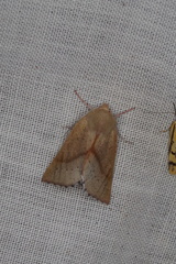 Lissomma postcarneata