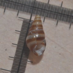 Cingula trifasciata