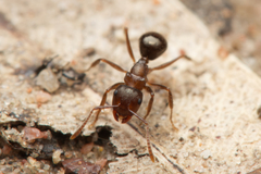 Notoncus ectatommoides