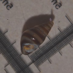 Cingula trifasciata