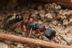 Myrmecia chrysogaster