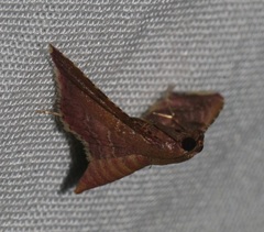 Endotricha olivacealis
