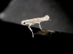 Epicephala lanceolaria