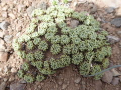 Oxalis erythrorrhiza