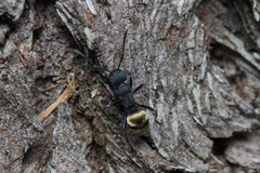 Polyrhachis erato