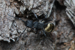 Polyrhachis erato