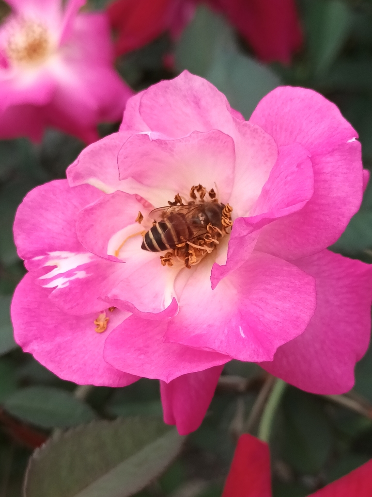 Asian Honey Bee In March 2022 By Scarlet Phan INaturalist   Large 