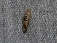 Hieromantis arcuata