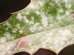 Erysiphe berberidis