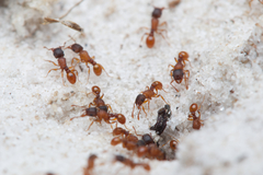 Tetramorium fuscipes