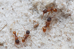 Tetramorium fuscipes