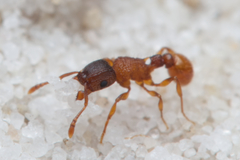 Tetramorium fuscipes