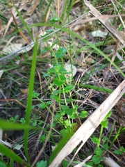 Gonocarpus teucrioides