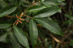 Acronychia suberosa