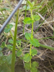 Gonocarpus teucrioides