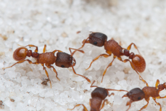 Tetramorium fuscipes