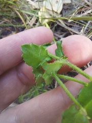 Gonocarpus teucrioides