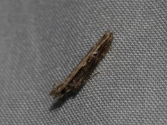 Hypatima spathota
