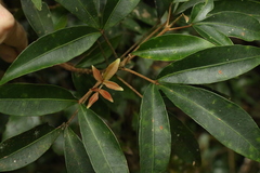 Acronychia suberosa