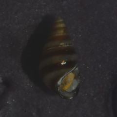 Cingula trifasciata