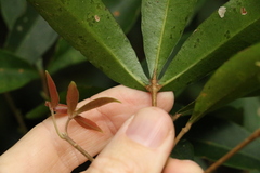 Acronychia suberosa