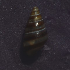Cingula trifasciata