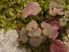 Lamium purpureum