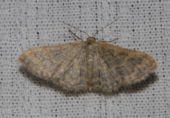 Idaea costiguttata