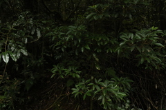 Acronychia suberosa