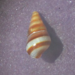 Cingula trifasciata