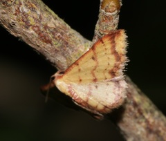 Idaea impexa
