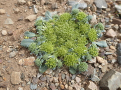 Gamocarpha scapigera