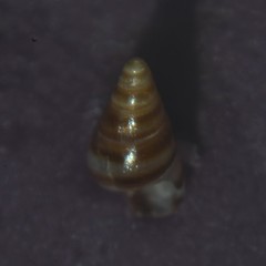 Cingula trifasciata