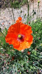 Papaver pinnatifidum