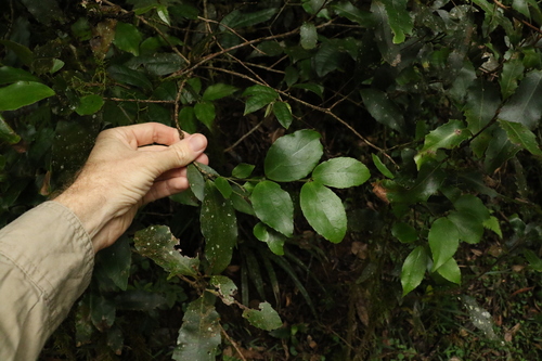 Image of Daphnandra tenuipes by (c) Greg Tasney, some rights reserved (CC BY-SA)