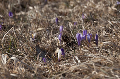 Crocus neapolitanus
