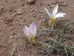 Olsynium bodenbenderi