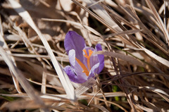 Crocus neapolitanus