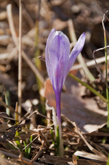 Crocus neapolitanus