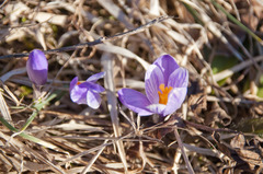 Crocus neapolitanus