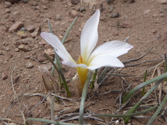 Olsynium bodenbenderi