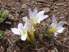 Olsynium bodenbenderi