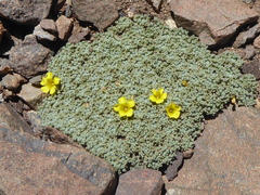 Oxalis erythrorrhiza