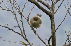 Zosterops borbonicus